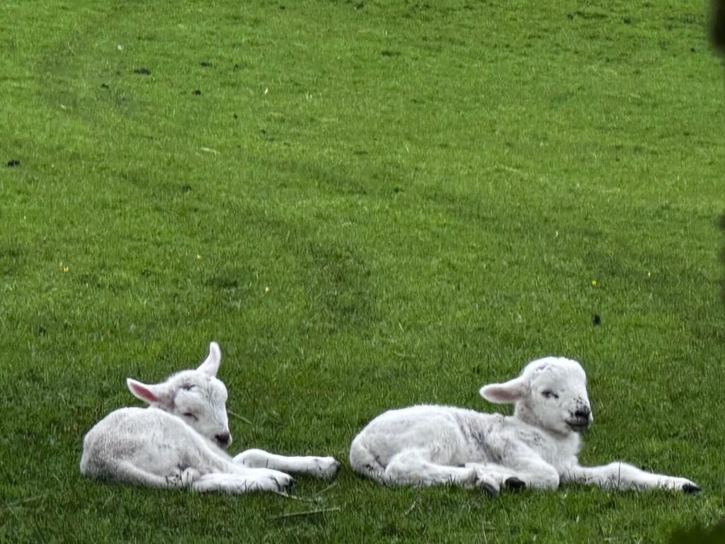 Lambs