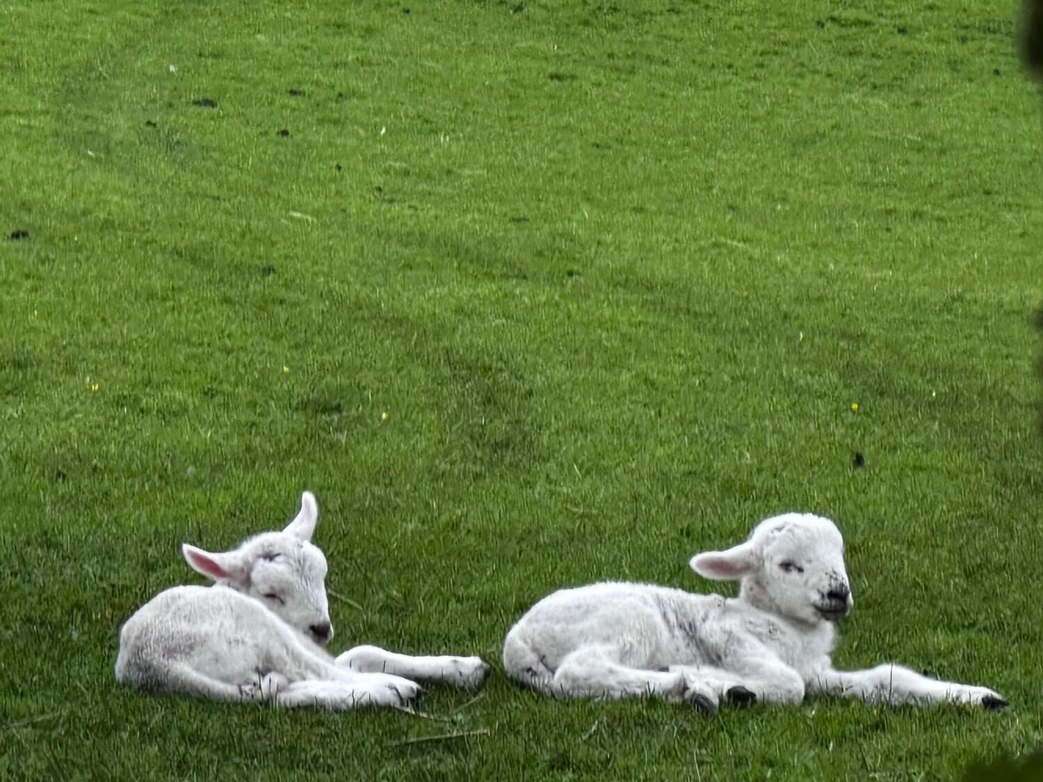 Lambs